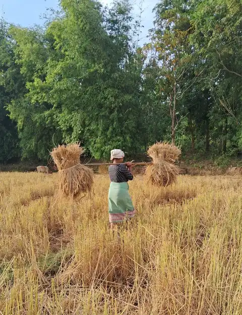 harvesting
